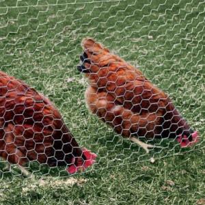 Wholesale 12M PVC Galvanized Hexagonal Wire Netting mesh For Poultry Farm from china suppliers