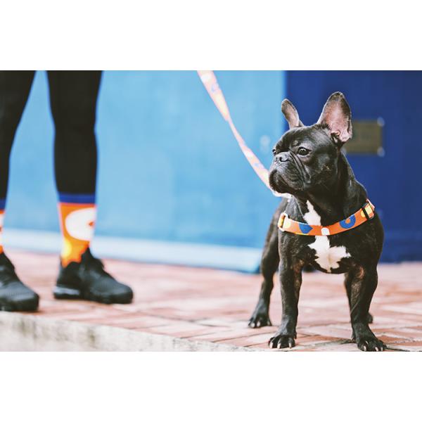 Fully Adjustable Dog Harness Soft Mesh Puppy Harness Summer Pet Walking For Small Medium