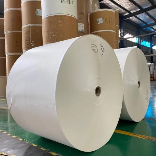 Single PE Coated Paper Cup Roll 320gsm White Kraft Waterproof