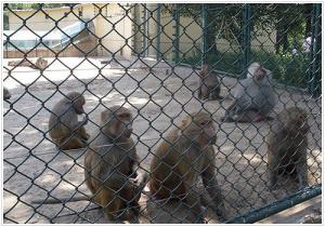 Wholesale Chain Link Fence factory from china suppliers