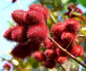 China Natural annatto seeds dried well for planting ,foods Yan zhi shu zi on sale