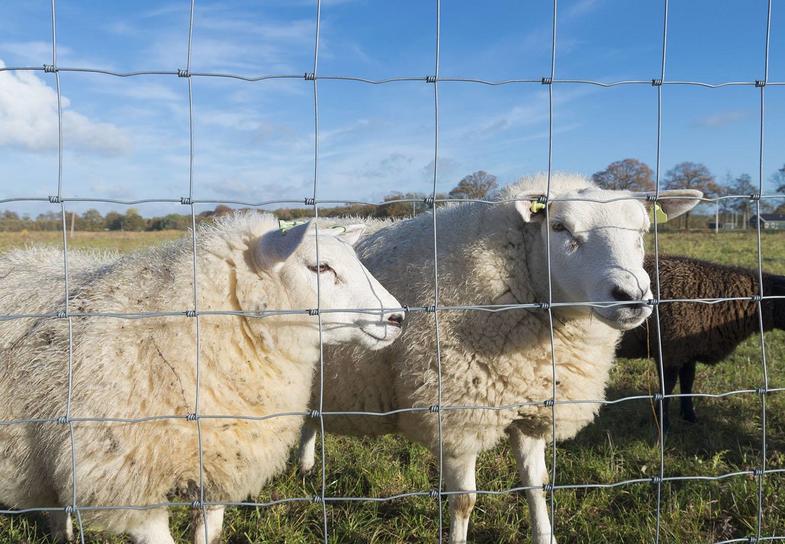 Galvanized Square Farm Wire Mesh Fence Galvanized With Hot Dipped Steel Wire