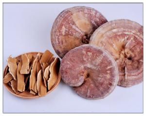 Wholesale GanodermaLucidum,Organic Raw Dry Ganoderma Lucidum Slices from china suppliers