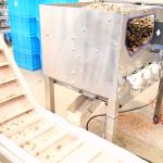 380V Dry Cracker Equipped Pecan Shelling Machine With 24000 Nuts Processing