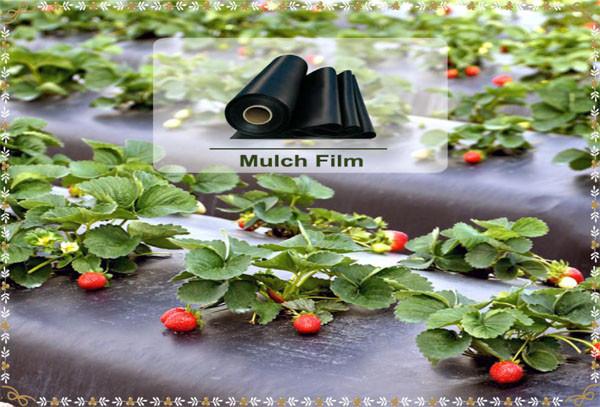 Quality Black/ Silver Color Agricultural Film  Plastic Mulch Film For Agricultural & Gardening for sale