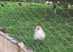 China 3/4 Inch 19mm Chicken Mesh Fence Electro Galvanized Hexagonal Wire Net on sale