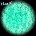 Reliable Biological Microscope Glass Slides Lab 25pcs Premade Microscope Slides