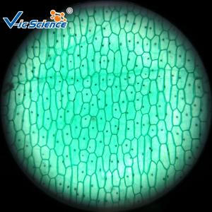 Reliable Biological Microscope Glass Slides Lab 25pcs Premade Microscope Slides