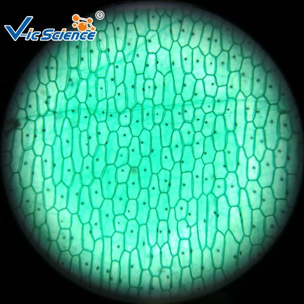 Quality Reliable Biological Microscope Glass Slides Lab 25pcs Premade Microscope Slides for sale