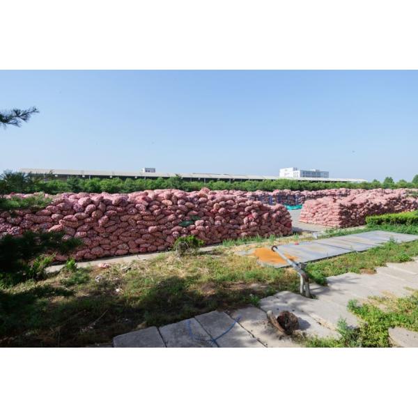 Clean 2% Ash 5*5mm Dried Crispy Fried Garlic