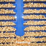 380V Jumbo Akbari Pistachio 8 Exits Nuts Sorting Machine For Grading And Sizing