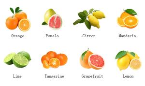 Wholesale SUS304 500T/D Citrus Processing Line Automatic Juice Extracting from china suppliers