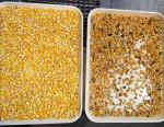 7 Chutes High Output Grain Color Sorter , Colour Sorting Machine For Maize