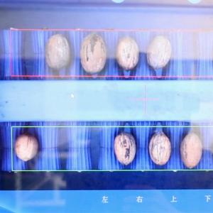Wholesale 8 Channels Nuts Sorting Machine 380V Pecans Sorting And Grading Machine from china suppliers