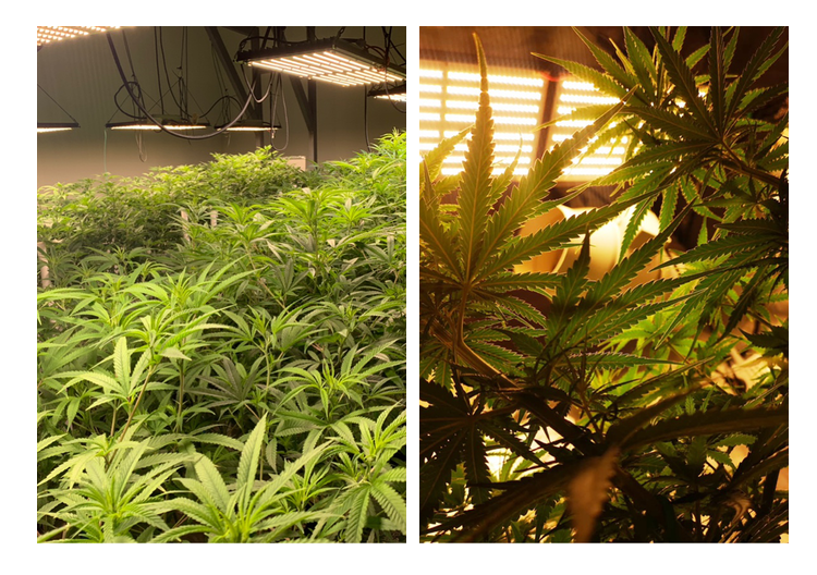 Custom Spectrum 288LED Quantum Board Led Grow Light 48-130W 2x1FT Coverage