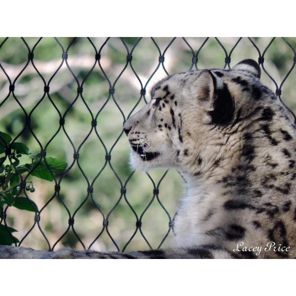 Pliable / Flexible Bird Netting Fence Custom Bird Garden Net Wire Mesh