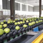 Intelligent 6 Channels Lemons Sorting Grading Machine 360° Rotational Scanning