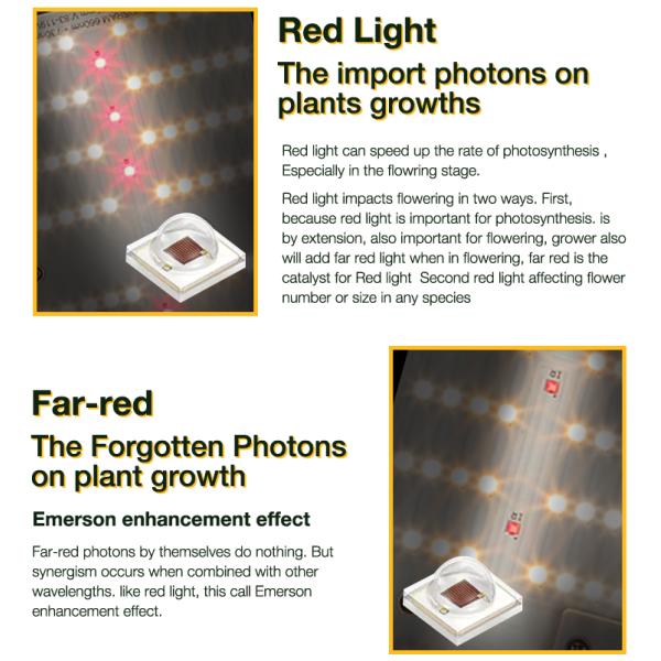 THC CBD 624Umol/s Hydroponic LED Grow Light 240w Quantum Board