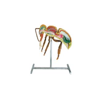 China Apiculture Tools Beekeeping Equipment 60cm 110cm Height bee anatomy model on sale