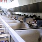 304 SS Material Inshell Chestnut Sorting Machine 8 Lanes