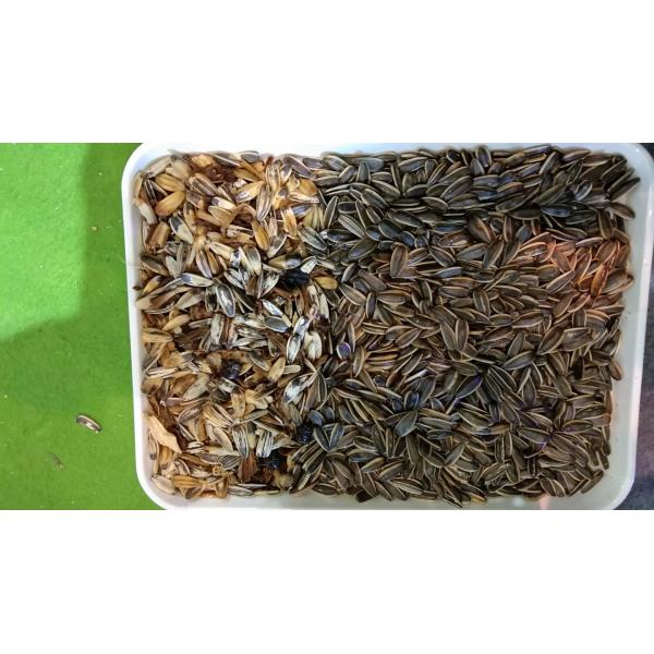 WENYAO Sunflower Seed Color Sorter , 7T/h Seed Processing Plant Machinery