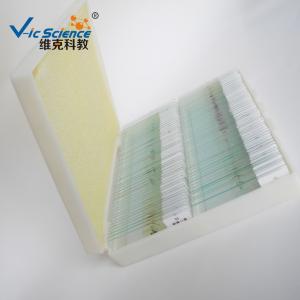 Wholesale Professional Mixed Amscope Microscope Slides 100pcs Oem Service from china suppliers