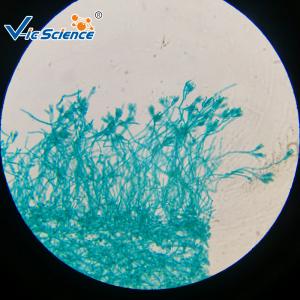 China Bioresearch Prepared 15pcs Microscope Glass Slides on sale