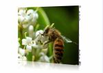 HD Color 3.91mm Pixels High Resolution LED Display Video Function For Show