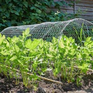 Wholesale Garden 1/2'' Hexagonal Wire Netting 12M galvanised chicken wire mesh from china suppliers