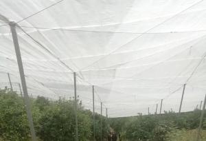 China White Agriculture Anti Insect Netting 40 Mesh  1m - 4m UV Resistant on sale