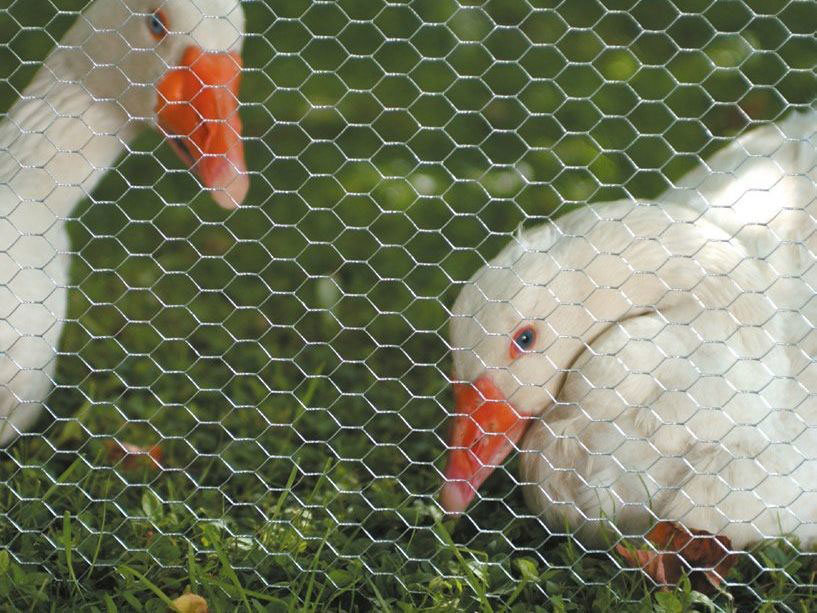High Quality Galvanized Hexagonal Mesh Fence Chicken Wire Mesh Rolls