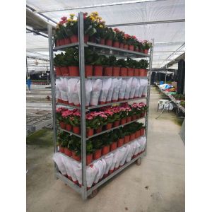 Wholesale Grow Seeding HDG Danish Flower Trolley W565mm House Plant Shelves from china suppliers