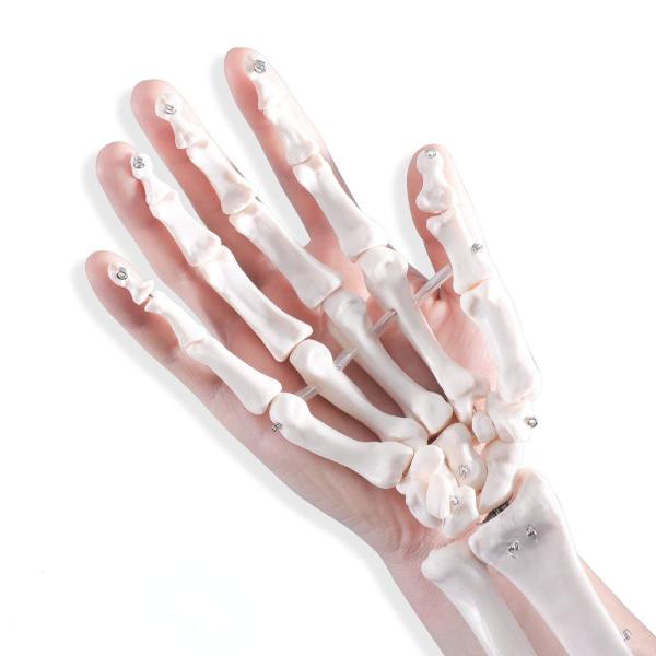 Quality Articulated Human Skeleton Model Hand Joint Bone For Lab for sale
