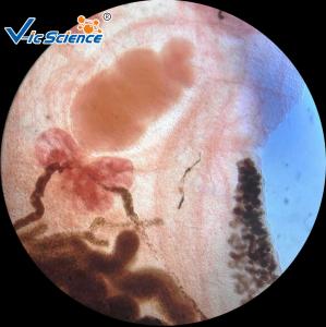 Wholesale High Grade Parasitology Slides 30 Pcs / Set Parasitology Parepared Slides from china suppliers