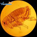 High Performance Parasitology Slides Flea Prepared Slide 5pcs Of Set