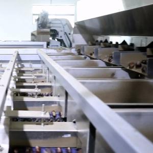 Wholesale Multiple Lane Number Options Chestnut Sorting Machine With CE Certificate from china suppliers