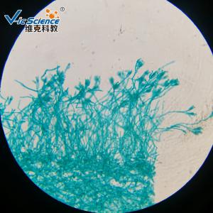 Wholesale Professional Reliable Prepared Microscope Slides Botany Slides 30pcs from china suppliers