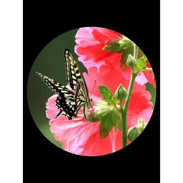 16x52 Zoom Hiking Monocular Telescope , 16x52 Monocular Dual Focus Optics Zoom Telescope