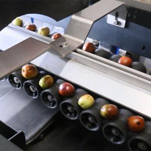 Wholesale 8 Lanes 380V Dates Fruit Sorting Grading Machine Computer Control from china suppliers