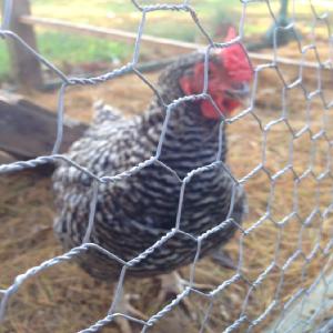 BWG18-22 Hexagonal Wire Mesh Reverse Twist Rabbit Wire Mesh