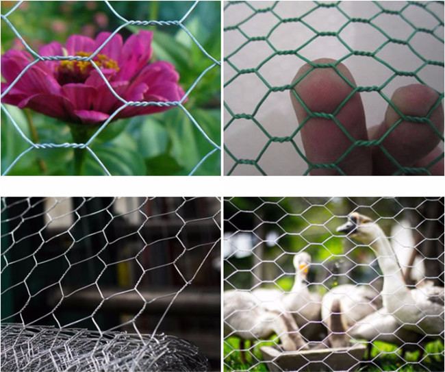 HDG Hexagonal Chicken Mesh Fence Q195 0.5m Width For Poultry