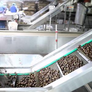 2 Tons Hourly Capacity Inshell Chestnut Sorting Machine Labor Saving