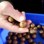 High Accurate Macadamia Inshell Nuts Sorting Machine For Mass Production