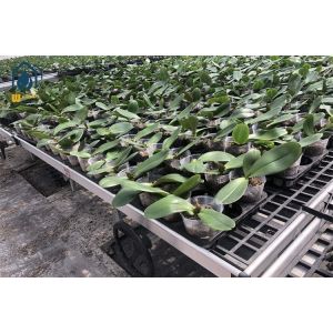 Buy cheap Rectangular Plastic Nursery Seedling Trays UV Resistant Easy Maintenance from wholesalers