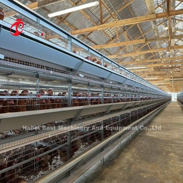 120-200 Chickens Capacity Layer Battery Cage System For 500 To 50000 Chicken Farm Doris