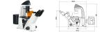 Infinity Plan Objective Inverted Epifluorescence Microscope , Inverted Optical