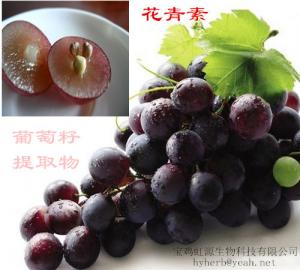 China 98% OPC Grape seed extract on sale