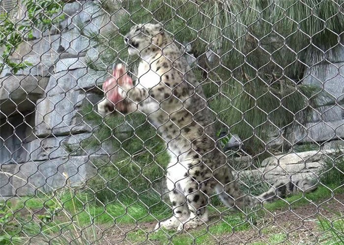 China SS 304 Wire Rope Mesh For Lion Enclosure Mesh on sale