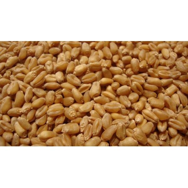 CE Optimized Carryover Wheat Color Sorter High Rejection Accuracy