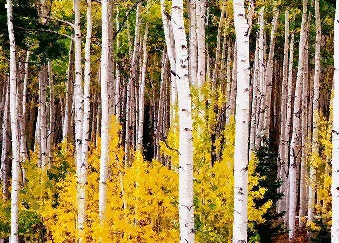 Natural Pure Supplement Birch Bark Extract 98% Betulinic